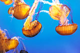 Quallen im Monterey Sea Aquarium