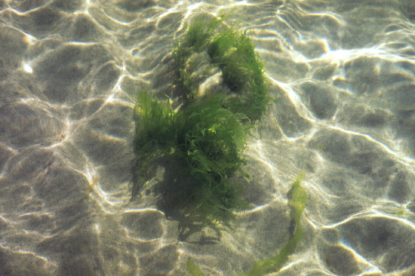 Alge bei der Sandbank von Holtemmen